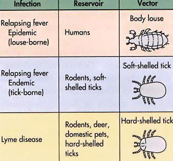 Epidemiology of Borrelia Infections Borrelia recurrentis Pediculus