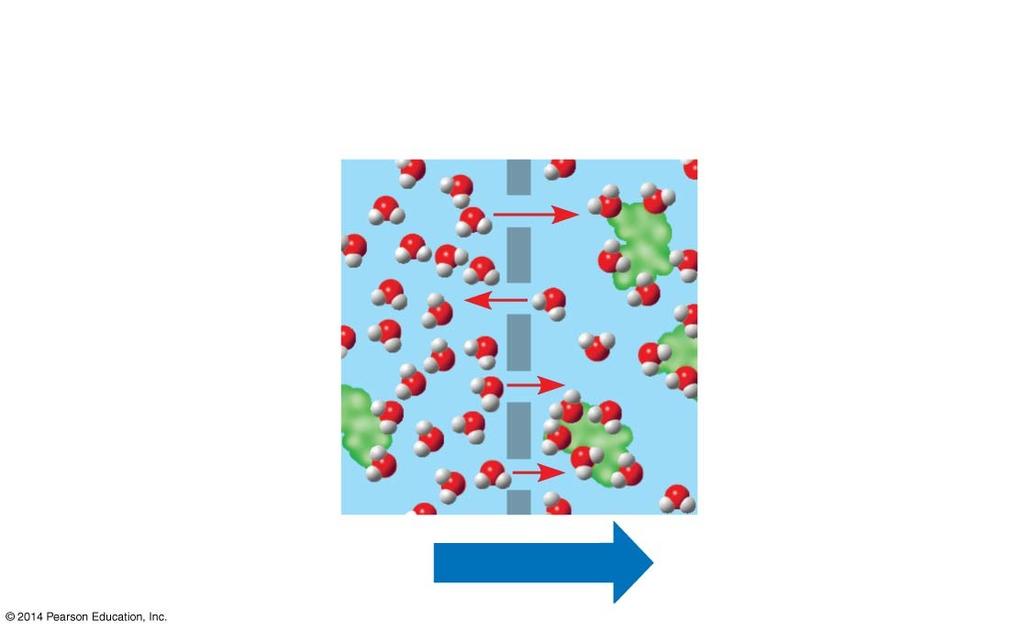 Figure 5.10b Selectively permeable membrane Water molecules can pass through pores, but sugar molecules cannot.