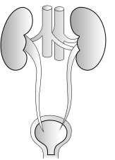 4. Save Your Kidneys Location of Kidneys and Urinary System Kidney Ureter Urinary Bladder Urethra The adult urinary bladder hold about 400-500 ml of urine; when filled to near capacity, a person