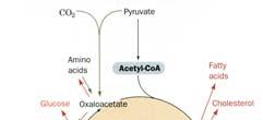 itric acid cycle