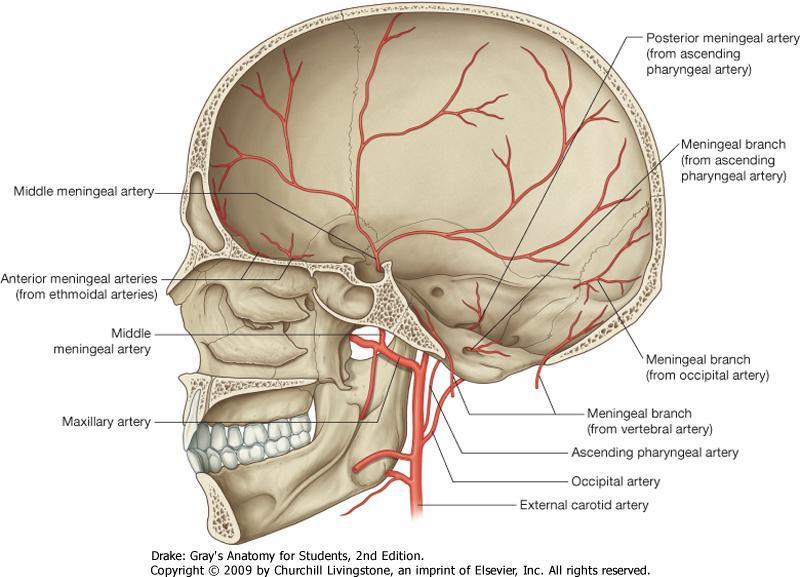 Dural blood supply Anterior cranial fossa: Meningeal branches of anterior and posterior ethmoidal artery, the ophthalmic artery, and the frontal branch of the middle meningeal artery.