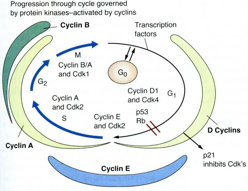 Regulation of cell-cycle progression Cyclins (CCN) and cyclindependent