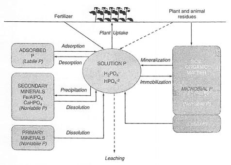 Forms and functions of P in plants 3. Forms of soil P 3 1. Solution P 3 2.