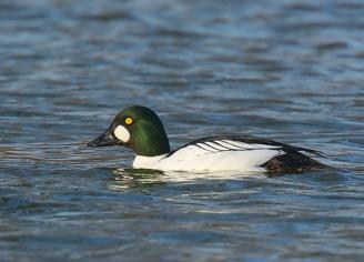HPAI in a wild bird Within the AI-surveillance program in wild birds a common goldeneye from Vellinge municipality was analyzed by PCR and found positive for HPAI