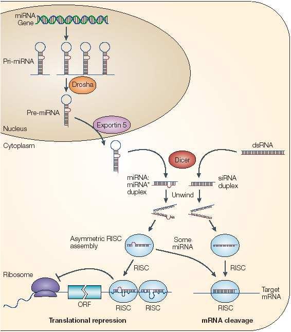 Biogenesis of mirnas and sirnas mirnas are genomically encoded sirnas are produced exogenously or from bidirectionally transcribed RNAs Drosha processes pri-mirna to pre-mirna in the nucleus mirna is