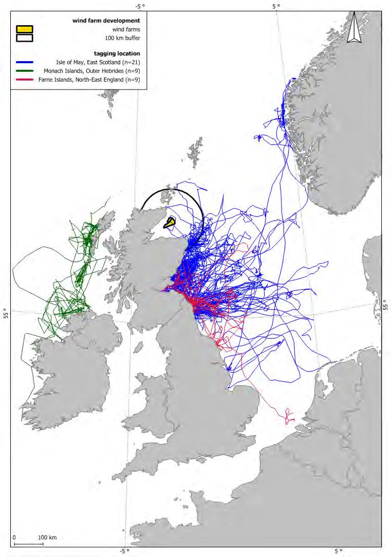 Figure 64. The extent of grey seal pup (n=39) movements from the breeding sites where they were tagged (taken from Russell 2011).