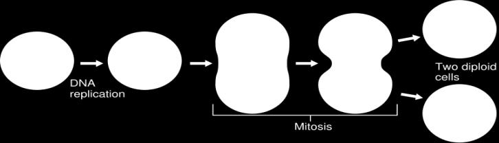 G0: resting phase (most cells in the body at any one point in time) G1: initial phase of mitosis; synthesis of enzymes required for DNA synthesis (~20 hrs) S: DNA synthesis and replication of DNA
