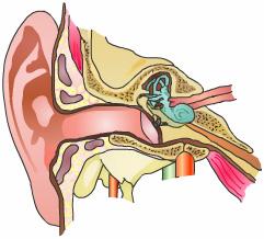 However, they can lead to decreased hearing and frequent ear infections.