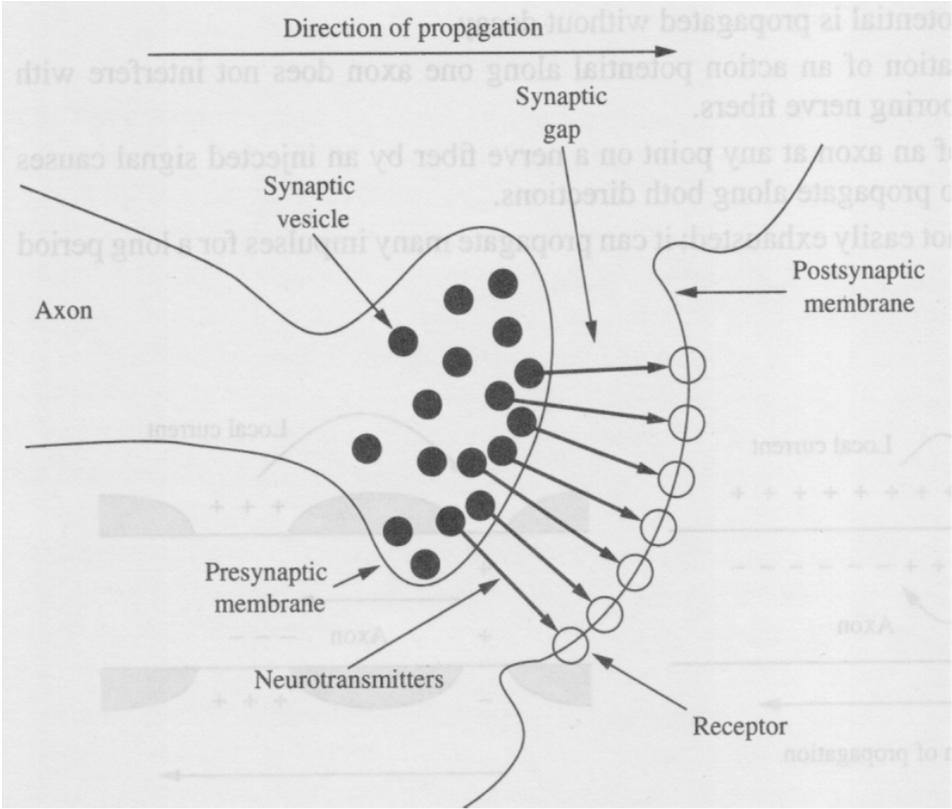 dendrite Fig. 1.3 Neurotransmitters released from the synaptic vesicles diffuse across the synaptic cleft or gap and trigger the receivers on the dendrite.