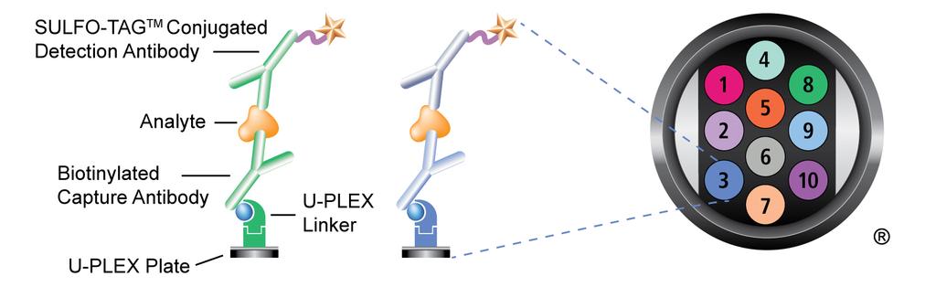 Principle of the Assay Biotinylated capture antibodies are coupled to U-PLEX Linkers, which self-assemble onto unique spots on the U-PLEX plate.