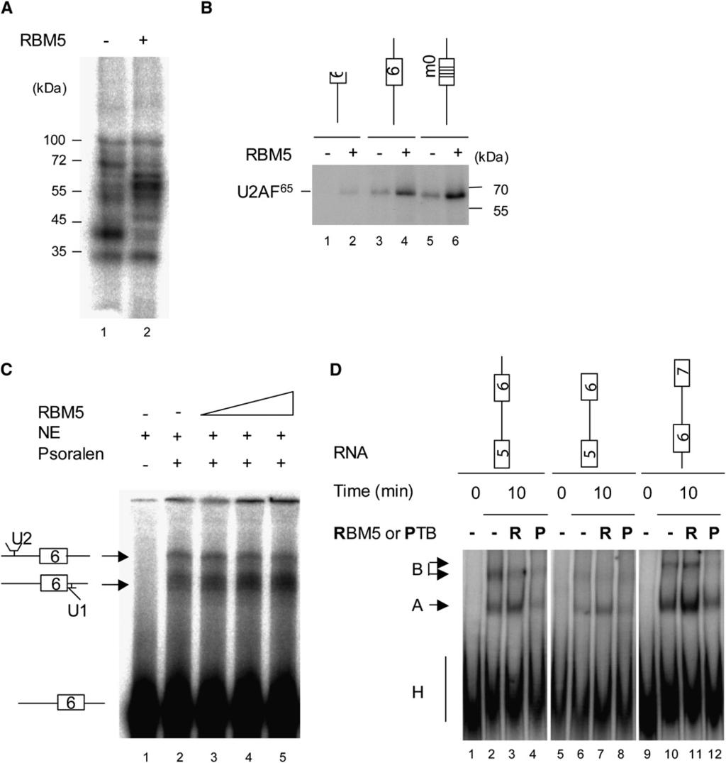 Figure 5. RBM5 Inhibits the Transition between Prespliceosome to Spliceosome Complexes (A) RBM5 induces a rearrangement of interactions between proteins and Fas exon 6.