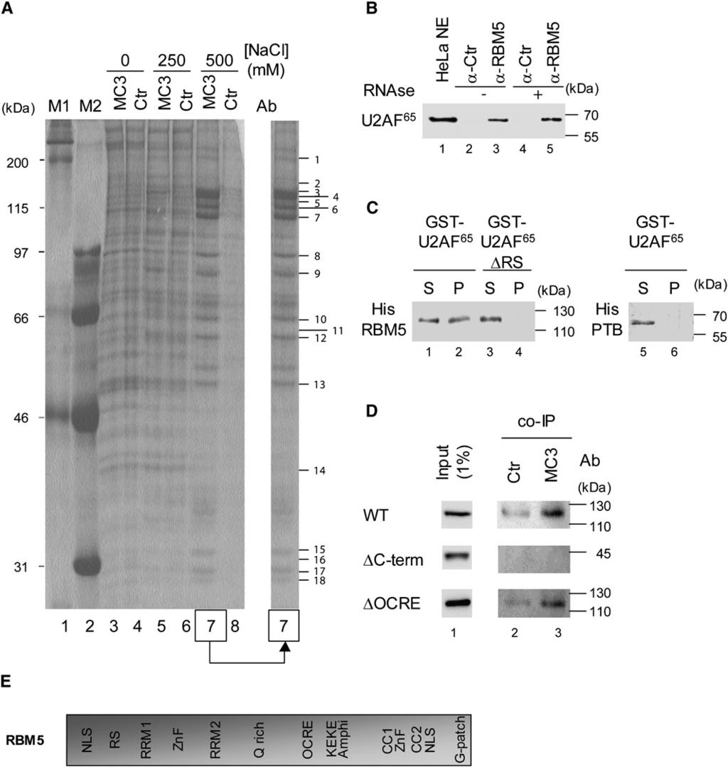 Figure 1. U2AF65/RBM5 Interactions (A) Identification of U2AF 65 -associated proteins.