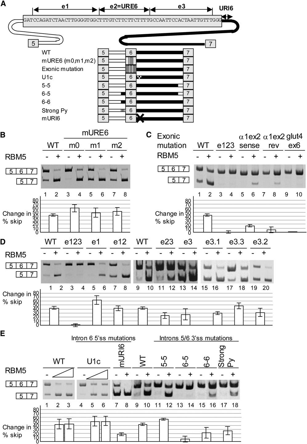 Figure 3. Exon 6 Sequences and a Weak Associated 3 0 Splice Site Are Required for RBM5-Mediated Regulation (A) Schematic representation of Fas genomic sequences and mutants used in this study.