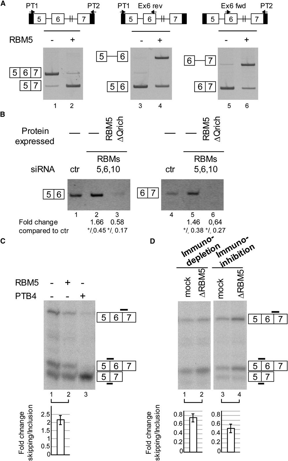Figure 4. RBM5 Inhibits Splicing of Fas Introns 5 and 6 (A) RNA analysis of individual introns in cotransfection assays.