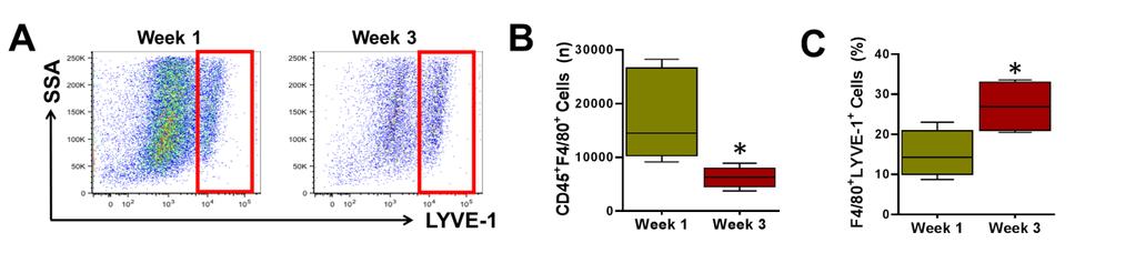 Supplemental Figure 3: Expression of LYVE-1 by macrophages increases over time after lymphatic ablation.