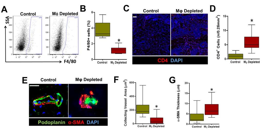 Supplemental Figure 4: Clodronate liposome administration effectively depletes macrophages systemically, increases CD4+ cell infiltration and accelerates collecting lymphatic vessel sclerosis (A)