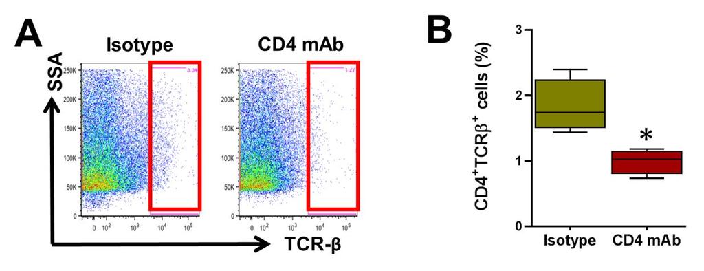 Supplemental Figure 5: CD4 mab administration reduces T cell infiltration in hind limb skin.