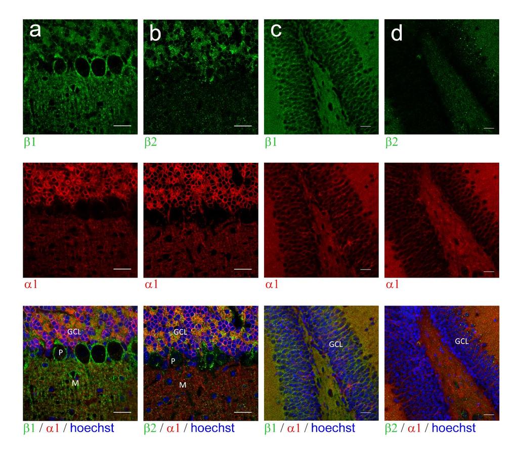 Supplementary Figure S1: Localization of 1, 1 and subunit isoforms in cerebellum and dentate gyrus in brain slices from three month old mice.