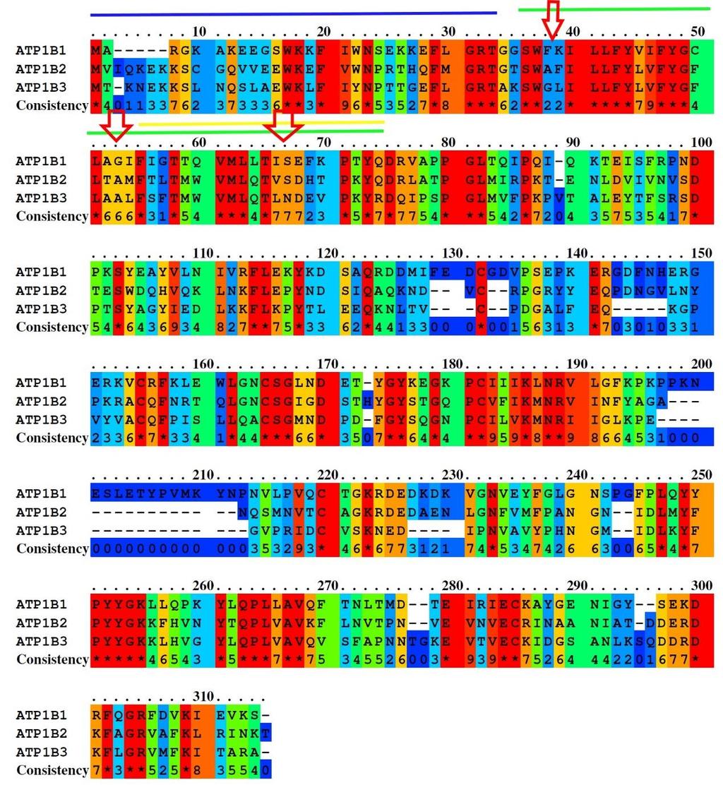 Supplementary Figure S4: Sequence comparison of the three human β isoforms.