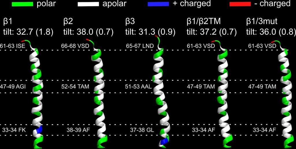 Supplementary Figure S5: Comparison of the β transmembrane helices in MD simulations of α1β1, α1β2, α1β3, α1β1/β2tm and α1β1/3mut.