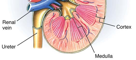 Mammalian Kidney -Paired -1% body mass -20% blood flow (Eckert 14-17) -urine contains: water metabolic byproducts (e.g., urea) excess salts etc.