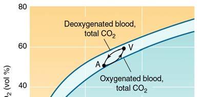 CO transport in blood 2 carbonic acid bicarbonate CO 2 + H 2 O H 2 CO 3 H + + HCO - 3 HCO - 3 H + + CO 2-3 carbonate CO 2 + OH