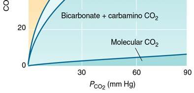 bicarbonate ion HCO - 3 5-10% dissolved in blood 10% in form of carbamino groups (bound to amino groups of hemoglobin) 5