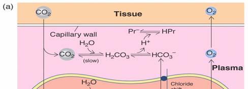 CO 2 transfer at tissue enters/leaves blood as CO 2 (more rapid diffusion)