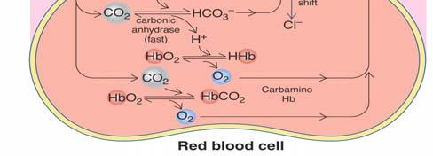 Shift -Carbonic Anhydrase oxygenation of hemo: acidify interior (release H +