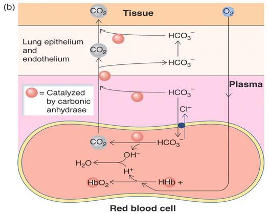 13-10) deox of hemo: increase ph (bind H + ) 9 CO 2transfer at lung