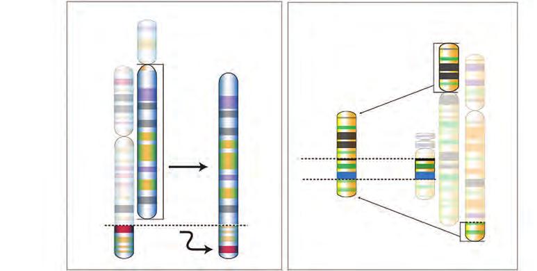 An Overview of Molecular Cancer 7 Human chromosomes: Philadelphia translocation/chromosome HSA 9 der 9 Ph 1 HSA 22 22q12 22q13 bcr locus 22q12 22q13 9q33 9q34 bcr locus c-abl locus BCR-ABL hybrid