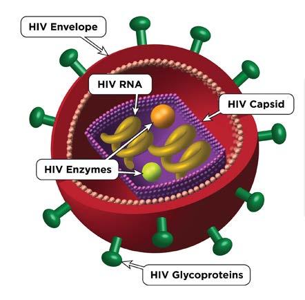 Background Origin of HIV Not completely understood Studies suggest that HIV evolved from a