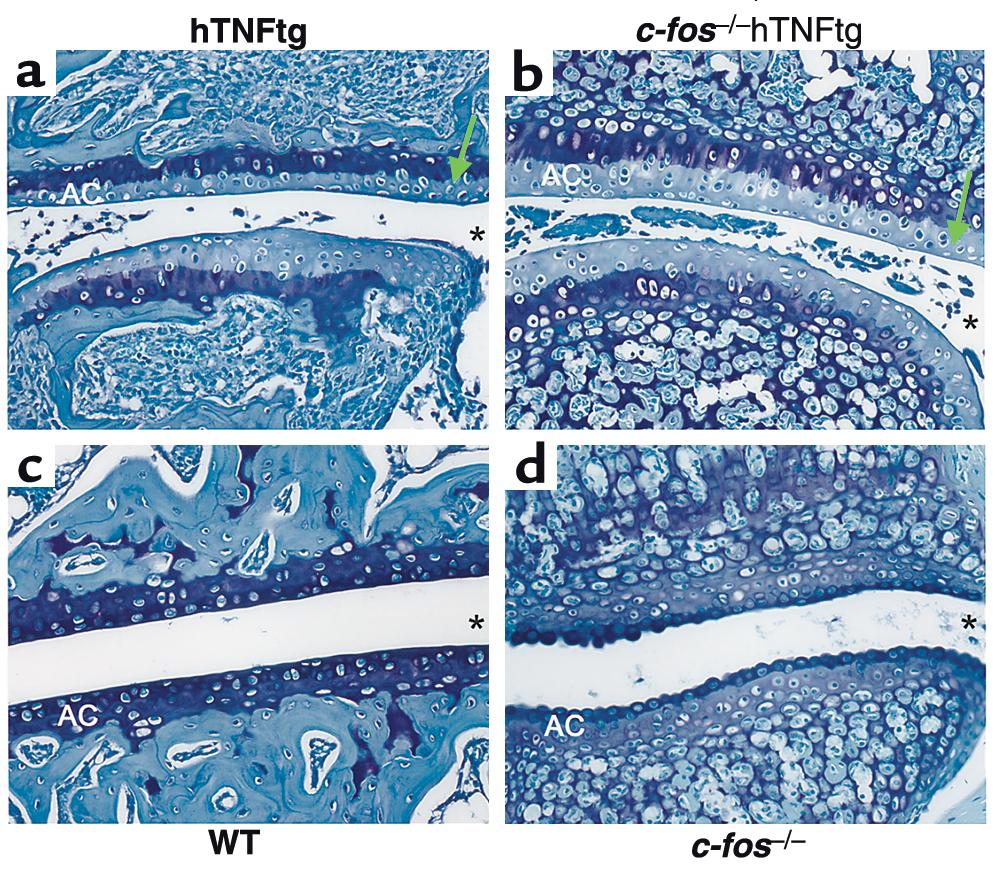 Figure 6 Proteoglycan content is similarly reduced in cartilage of htnftg and c-fos / htnftg mice.
