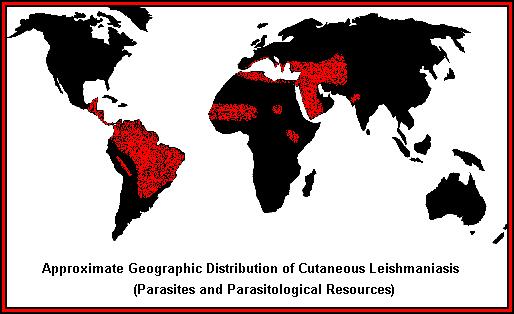 Leishmania-like Parasites 1. Life cycle is most similar to ancestral trypanosomes. 1. Leptomonas a.