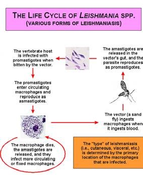 Pathology of Leishmania 1. Varies depending on species a. May be cutaneous - forming lesion on skin. b. May be mucocutaneous - lesion on mucous membranes with subsequent tissue erosion. c. can be visceral - erosion of viscera, usually fatal.