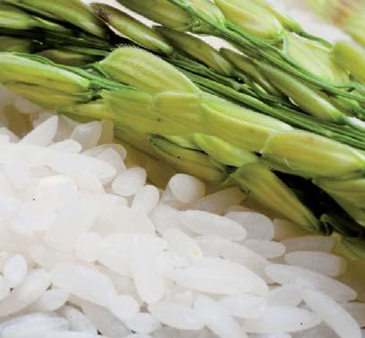 dimethylimidazolidinone BEFORE rice starch NATIVE STARCHES MAISITA 9040 zea mays (corn) starch AFTER COSMOS REISITA NATURAL
