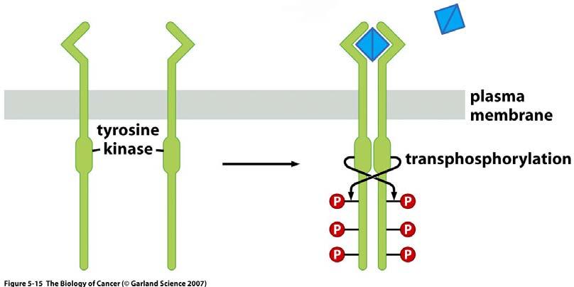 Simple Dimerization Model for Receptor Activation GF dimer binds to receptor monomer Complex moves