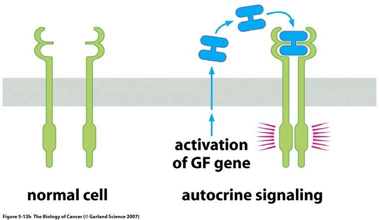 Autocrine Signaling Cancer cells release growth factors into immediate