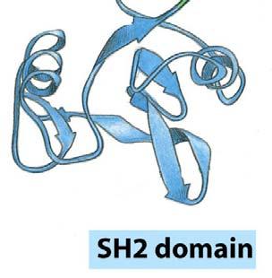 C-terminal site Each SH2 domain specific for different set of 3-6 amino acids SH2 domains found