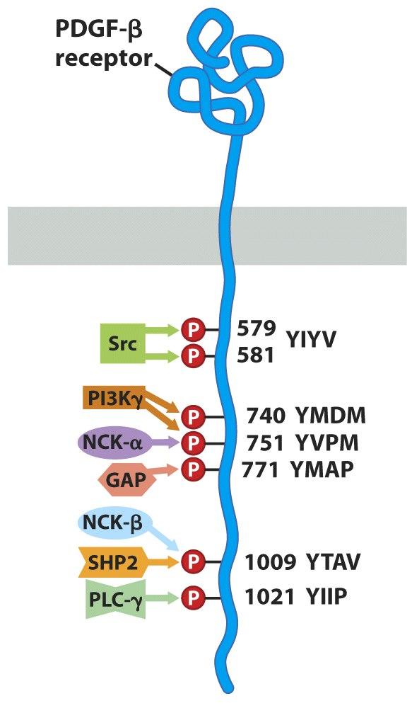 Docking of Signal Transducing Proteins on ptyr-receptors SH2-containing proteins home to activated receptor at specific sites SH2-containing proteins tethered to receptor might be substrates for the