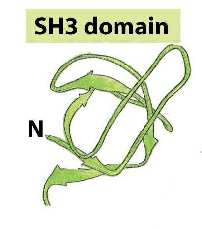 SH3 Domain Interactions > 250 genes encode proteins with SH3 domains SH3 domains