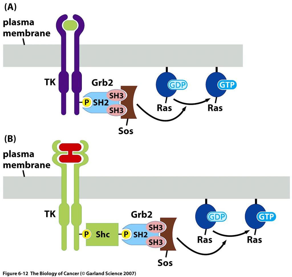 Growth Factor Receptor Signal Relayed To Ras Ras tethered to membrane by lipid tail Here, role of adaptor is to bring