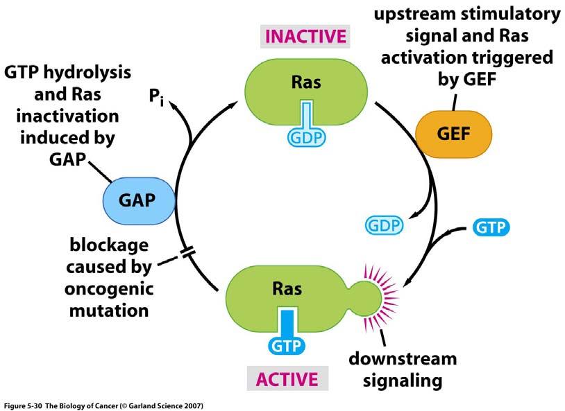 Ras Activation is Controlled by a Binary Switch (GTPaseactivating protein)