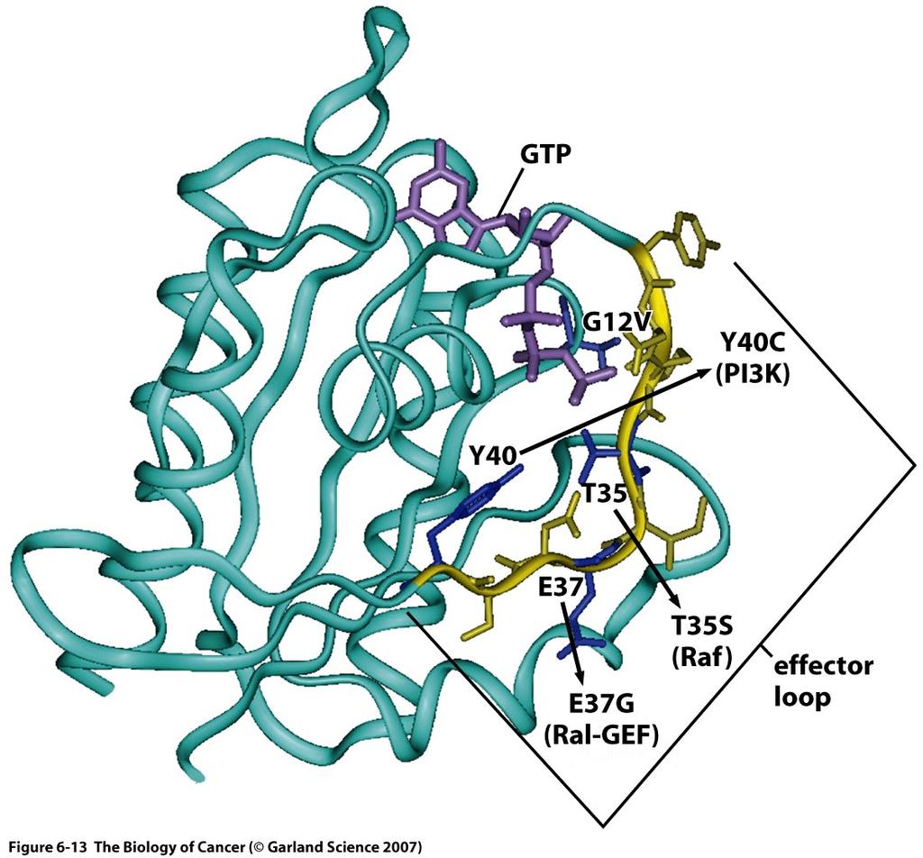 Activated Ras Structure GTP-bound Ras exposes effector loop for binding to downstream partners Binding to Ras tethers