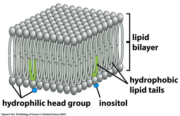 Inositol Lipids and Mitogenic Signaling Phospholipids can have more than just structural function in membrane: cytoplasmic head of
