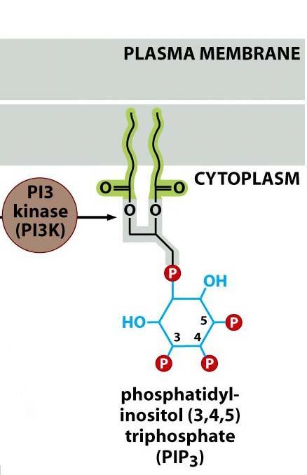 Inositol Lipids and Mitogenic Signaling (cont d) Phosphorylation by PI3 kinase generates PIP 3 which remains in