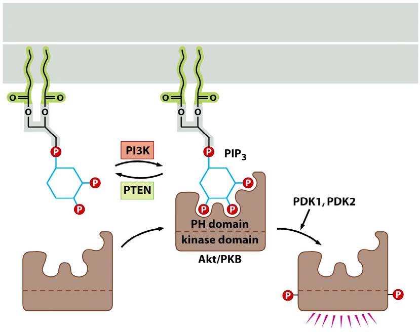 Docking of PH Domain of Akt/PKB to PIP 3 Figure 6.