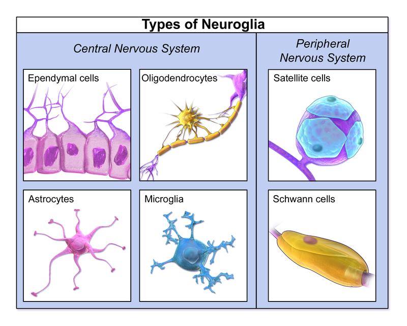 destroy infected neurons and promote the regrowth of neurons. All of the other types of neuroglia above are larger and collectively called macroglia. Fig.