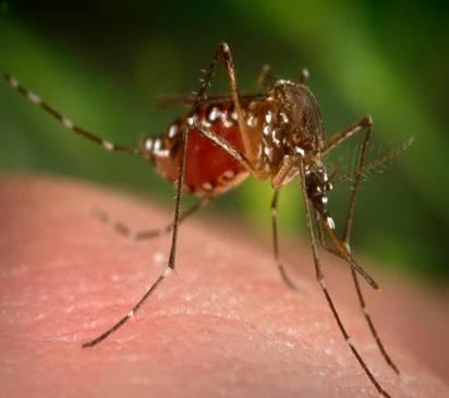 Arthropod Vectors Ticks and mosquitoes serve as arthropod