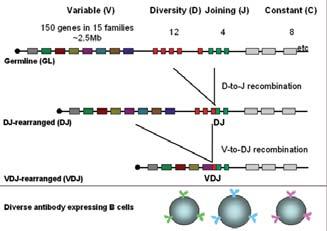 The generation of antigen receptors & repertoire The T-lymphocyte receptor